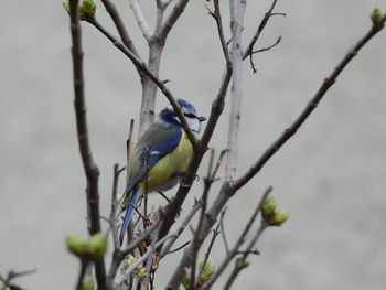 Close-up of bird perching on branch