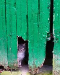 Cat looking up