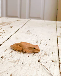 Close-up of butterfly on floor