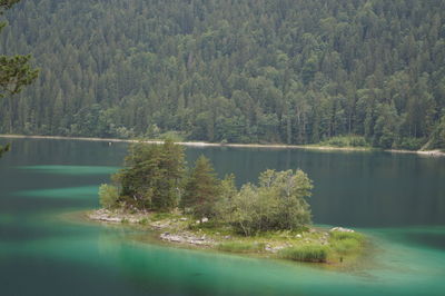 Scenic view of lake in forest