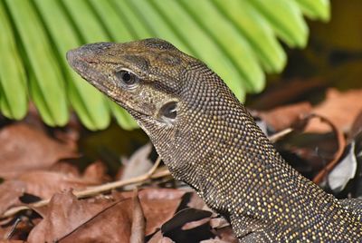 Close-up of a lizard