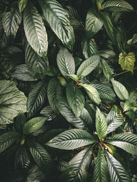 Close-up of leaves