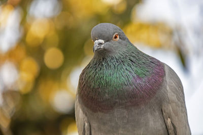 Close-up of pigeon perching