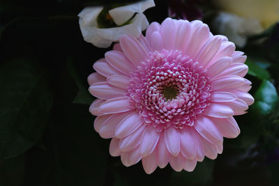 Close-up of pink dahlia