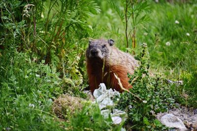 Portrait of an animal on land