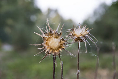Close-up of wilted dandelion