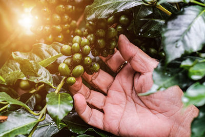 Cropped hand of person holding fruit