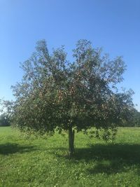 Trees on field against clear sky