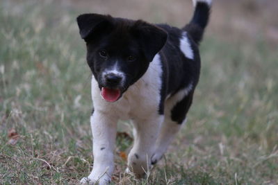 Portrait of dog on field