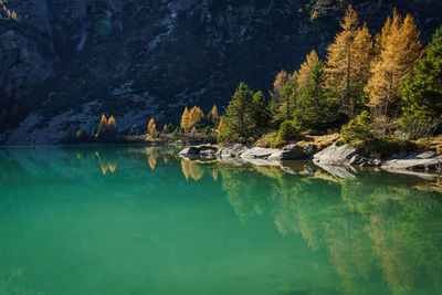Reflection of trees in lake