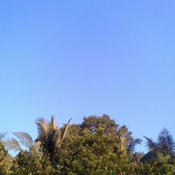 Low angle view of trees against clear blue sky