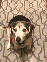 High angle portrait of dog relaxing on floor