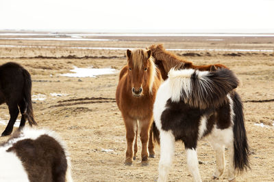 Herd of icelandic ponies on a meadow in spring