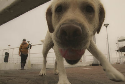 Dog standing outdoors