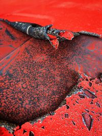 Close-up view of red leaf