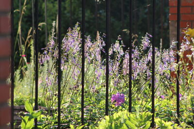 Close-up of flowers blooming