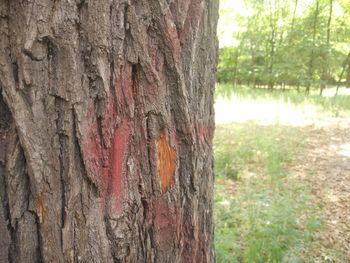 Close-up of tree trunk