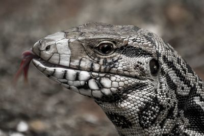 Close-up of lizard
