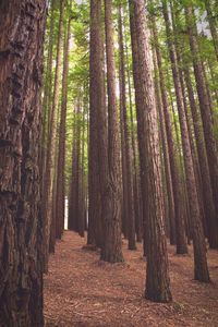 View of bamboo trees in forest