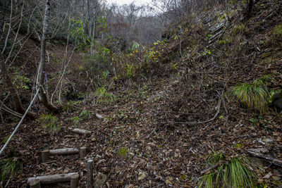 Plants growing on land in forest