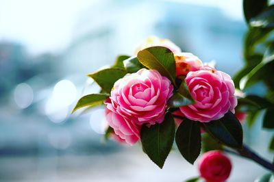 Close-up of pink flowers against sky