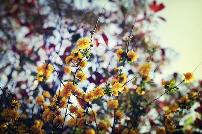 Low angle view of flowers blooming on tree