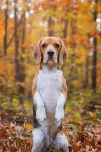 Portrait of dog sitting on ground during autumn