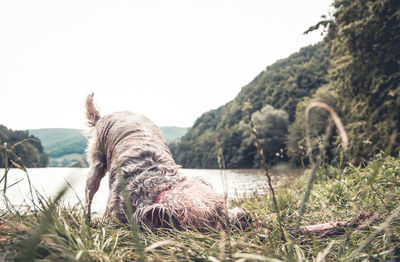 Dog relaxing on field against clear sky