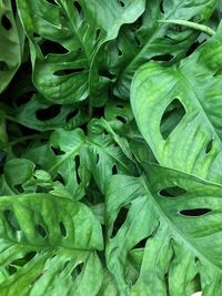 Full frame shot of green leaves