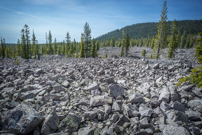 Stones on field at lassen volcanic national park