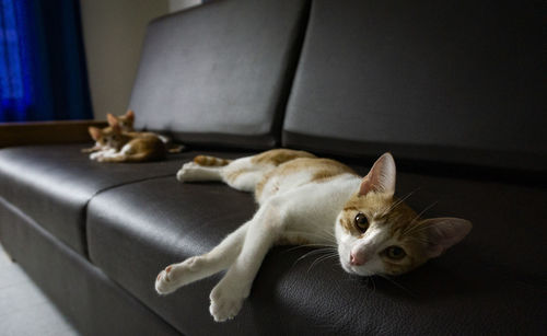 Cat relaxing in a home