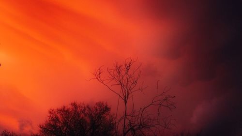 Silhouette bare tree against orange sky