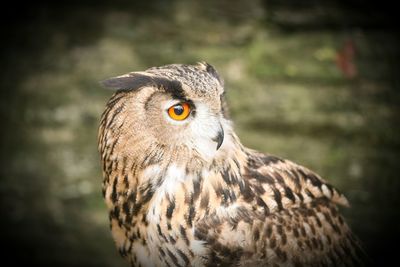 Close-up of a bird