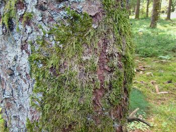 Close-up of moss growing on tree trunk