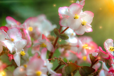 Close-up of pink flowers blooming on tree