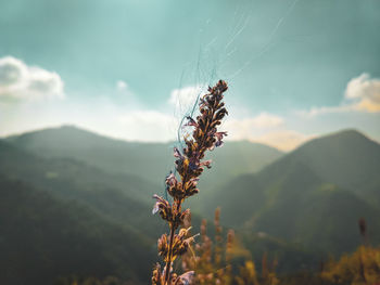 Close-up of plant on mountain