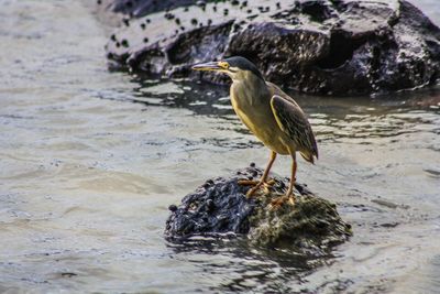 Bird perching on rock