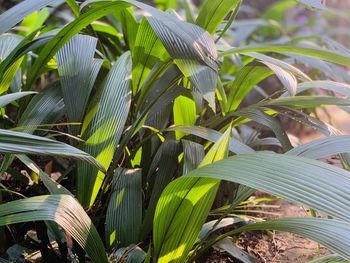 Close-up of crops growing on field