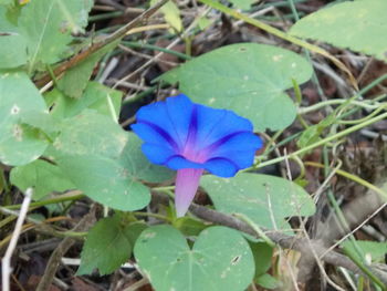 Close-up of purple flower blooming outdoors