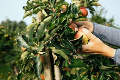 Hand harvesting apples from tree