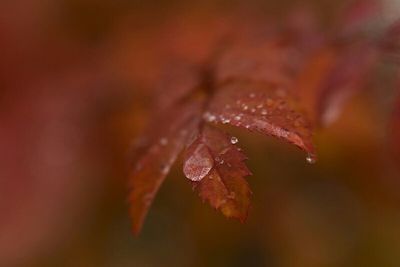 Close-up of water drops on leaves