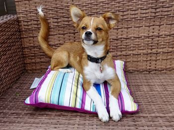 Portrait of a puppy dog sitting on a colourful cushion in the summer sunshine