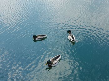 High angle view of ducks swimming in lake