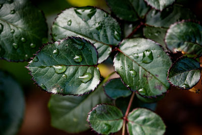 Close-up of fresh green leaf in water