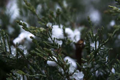 Full frame shot of plants
