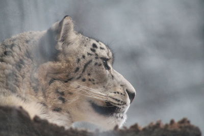 Close-up of a snow leopard looking away