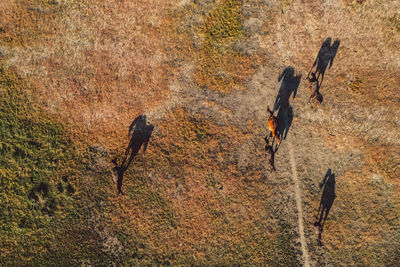 View of birds flying over land