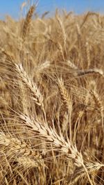 Wheat, close-up of plant