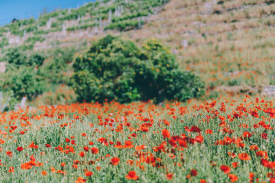 View of flowering plants on field