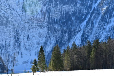 Pine trees in forest during winter